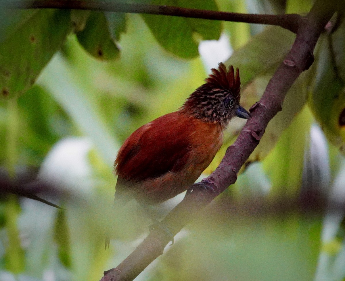 Bindenameisenwürger - ML644966911