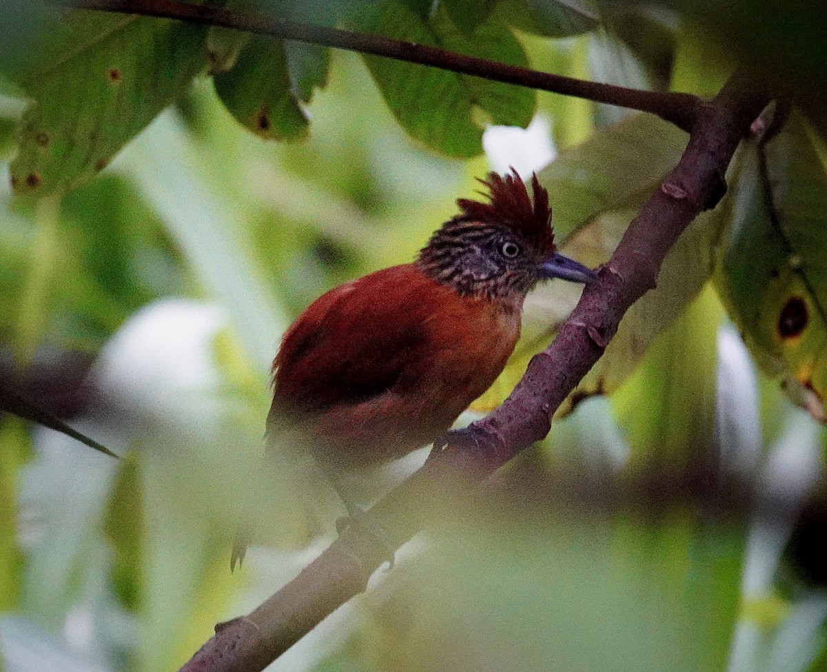 Bindenameisenwürger - ML644966912