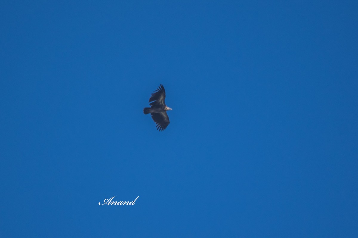 sup himálajský - ML644966913