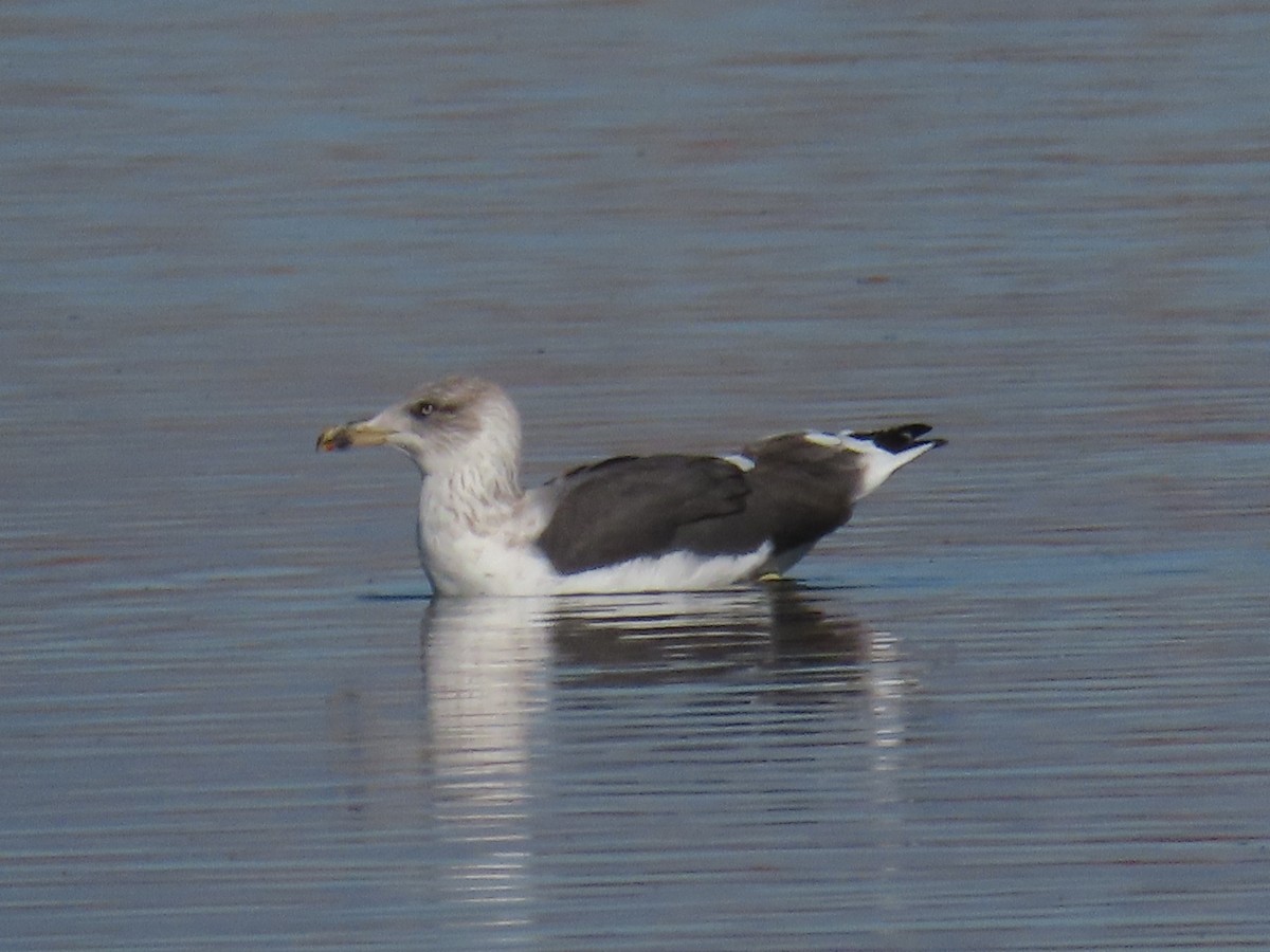 Lesser Black-backed Gull - ML644966921