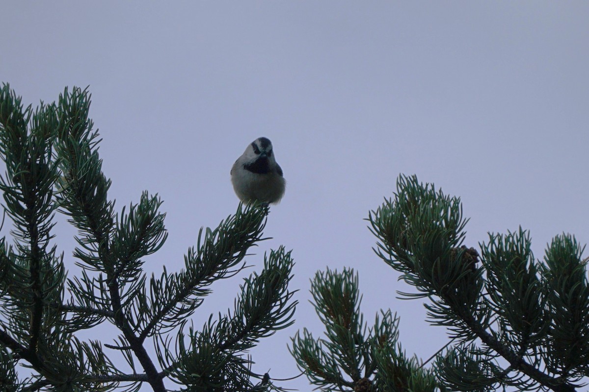 Mountain Chickadee - ML644966951