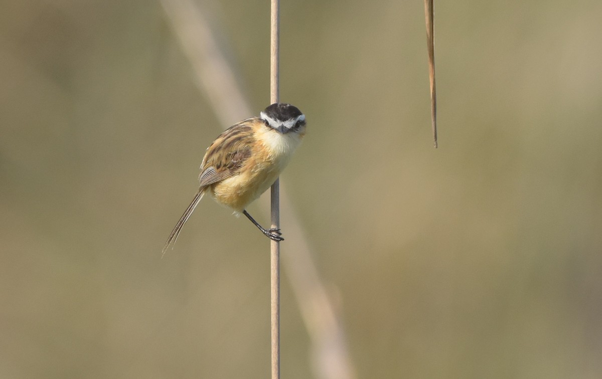 Sharp-tailed Tyrant - ML644966982