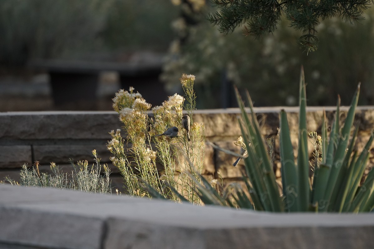 Bushtit - ML644966990