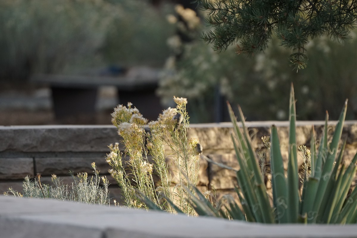 Bushtit - ML644966992