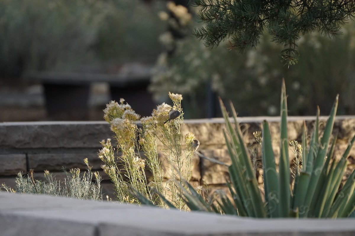 Bushtit - ML644966993