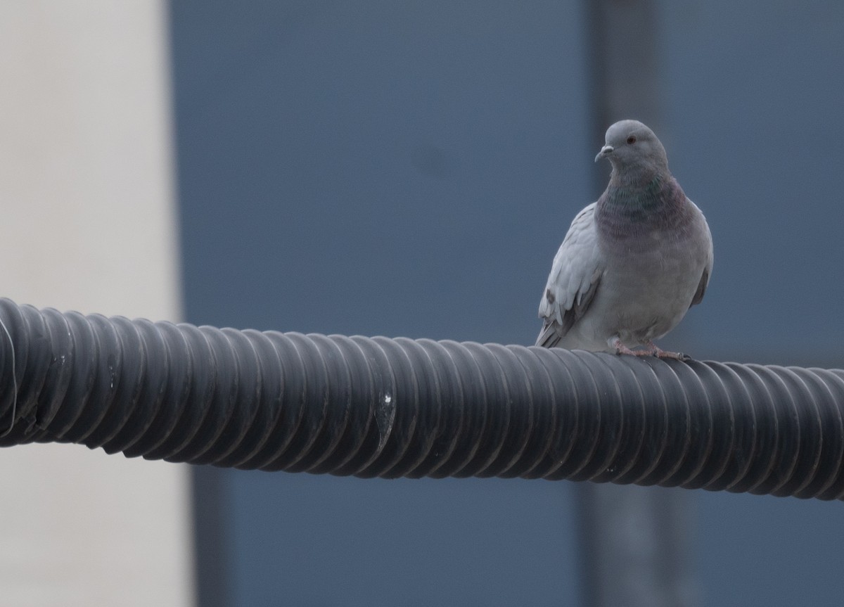 Hill Pigeon - ML644967008