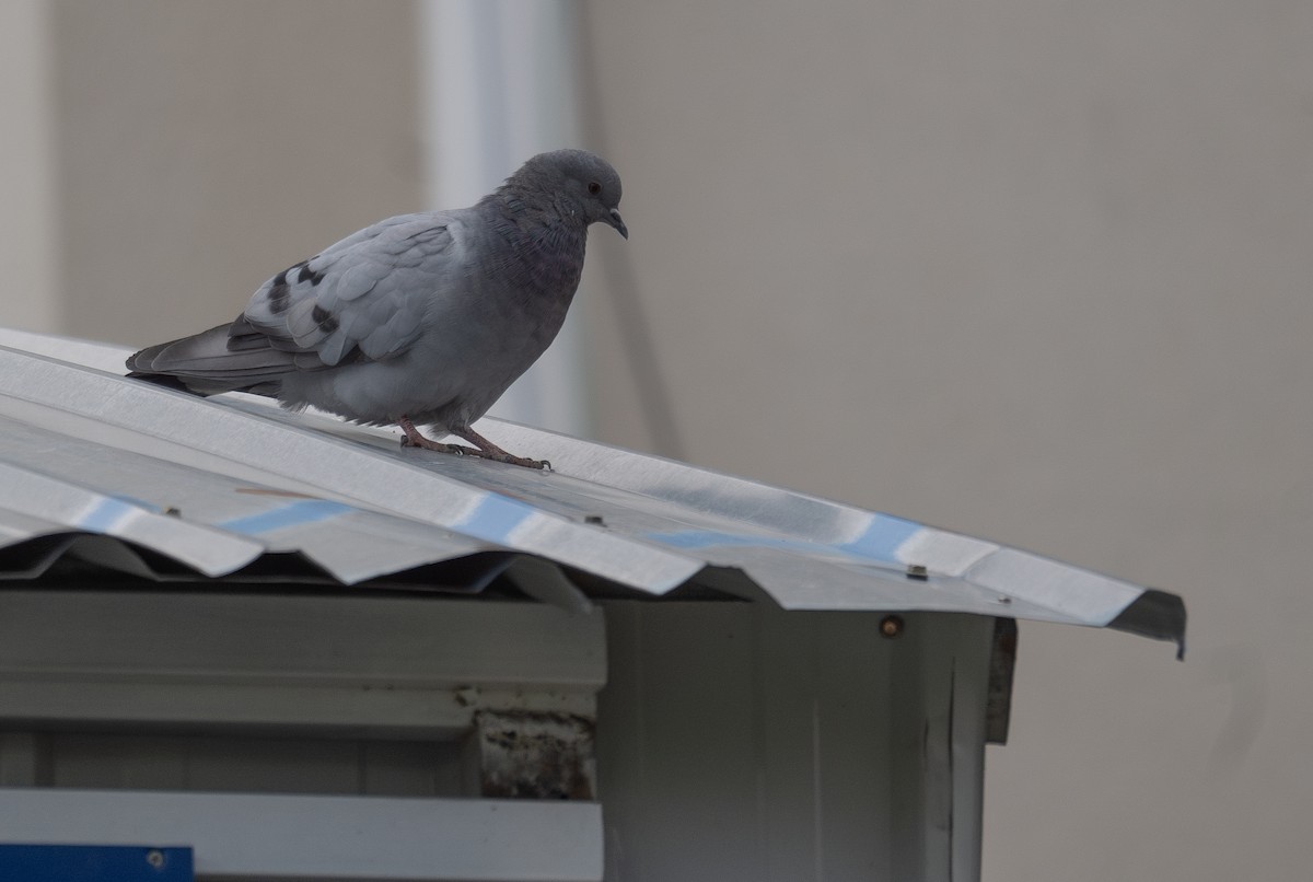 Hill Pigeon - ML644967010