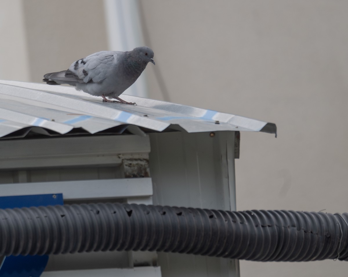 Hill Pigeon - ML644967011