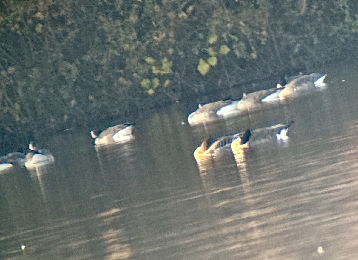 Tundra Kazı - ML644967012