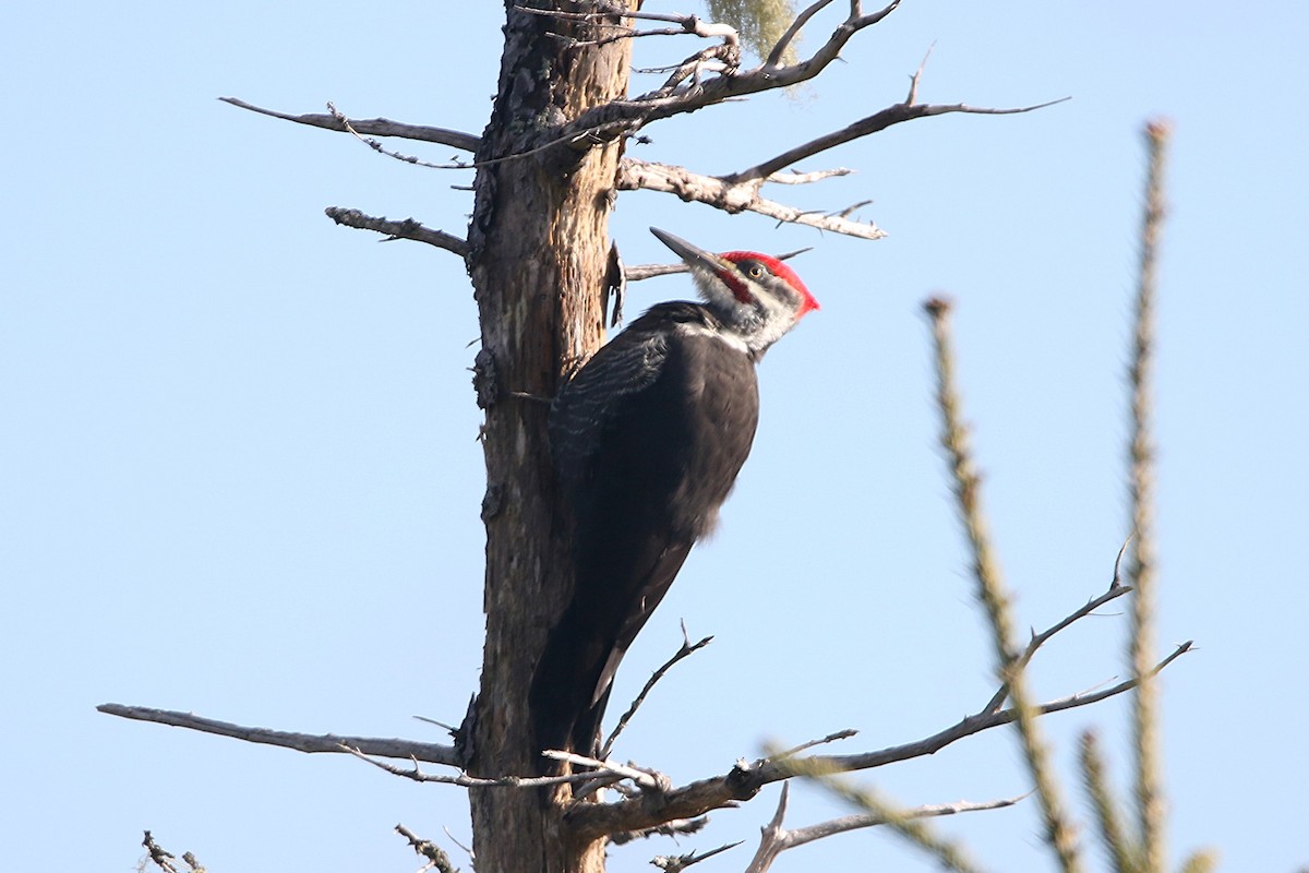 datel chocholatý - ML644967018