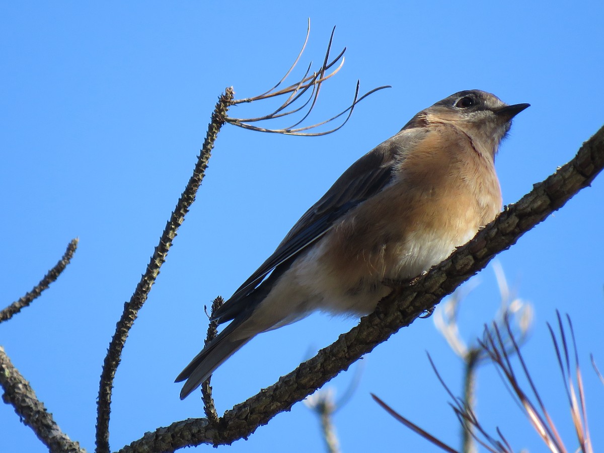 Eastern Bluebird - ML644967021