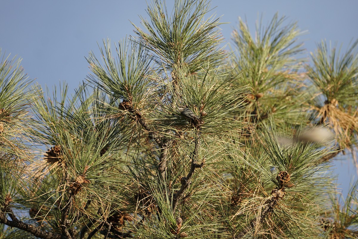 Pygmy Nuthatch - ML644967026