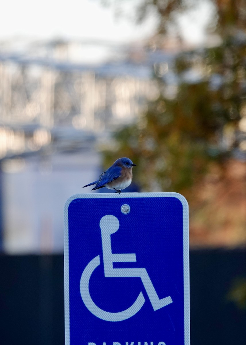 Eastern Bluebird - ML644967028