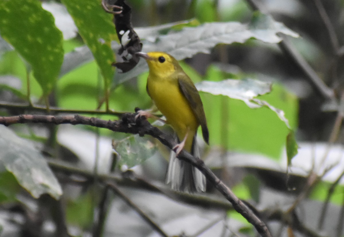 Hooded Warbler - ML644967029