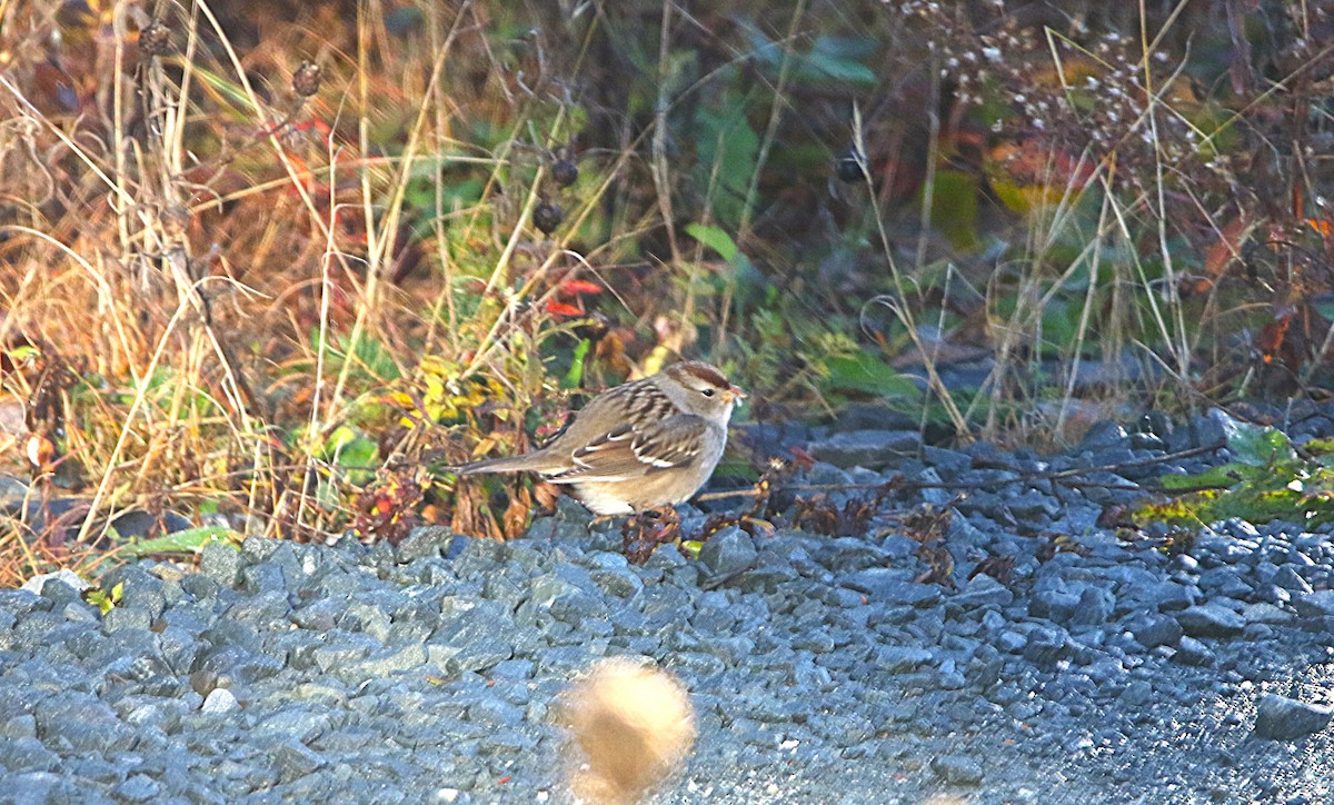 strnadec bělopásý - ML644967030