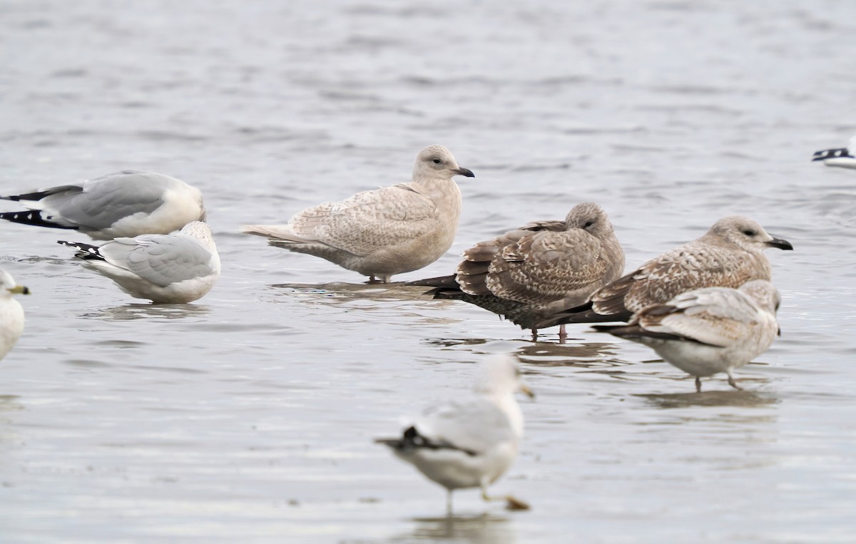 שחף איסלנדי - ML644967037