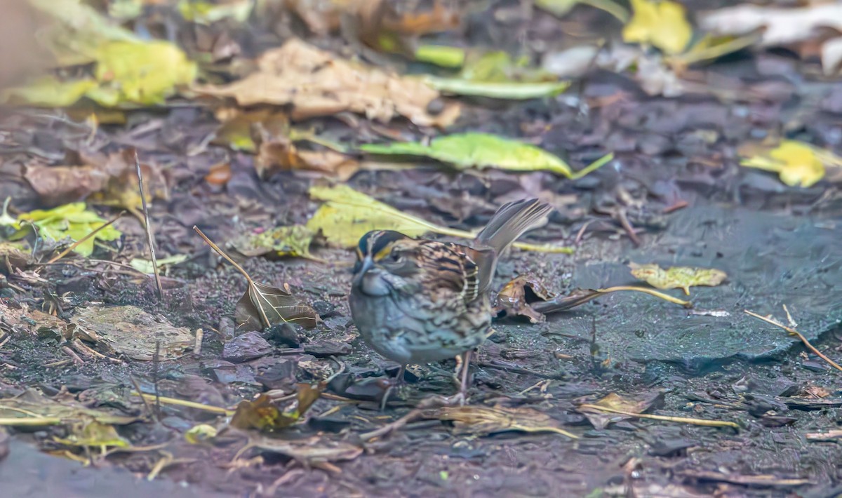 White-throated Sparrow - ML644967059