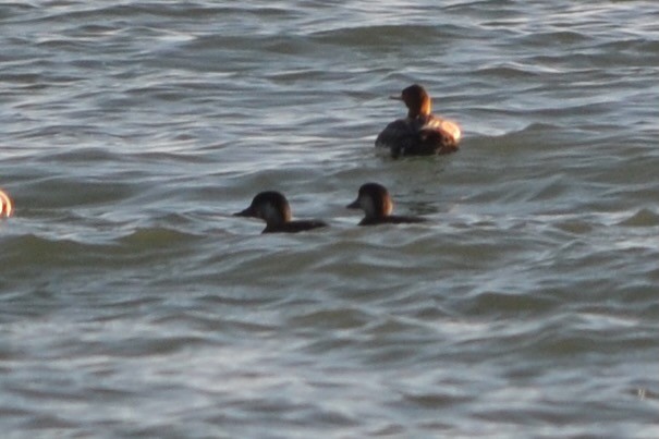 Black Scoter - ML644967061