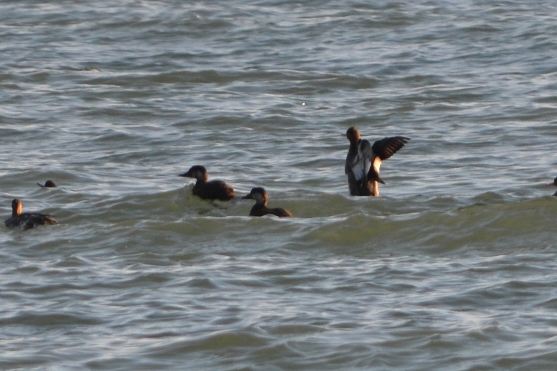 Black Scoter - ML644967062