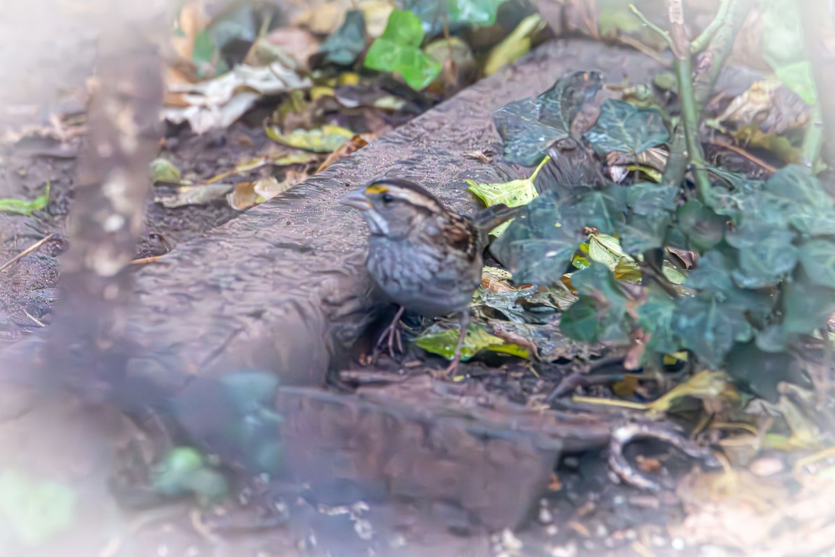 White-throated Sparrow - ML644967065