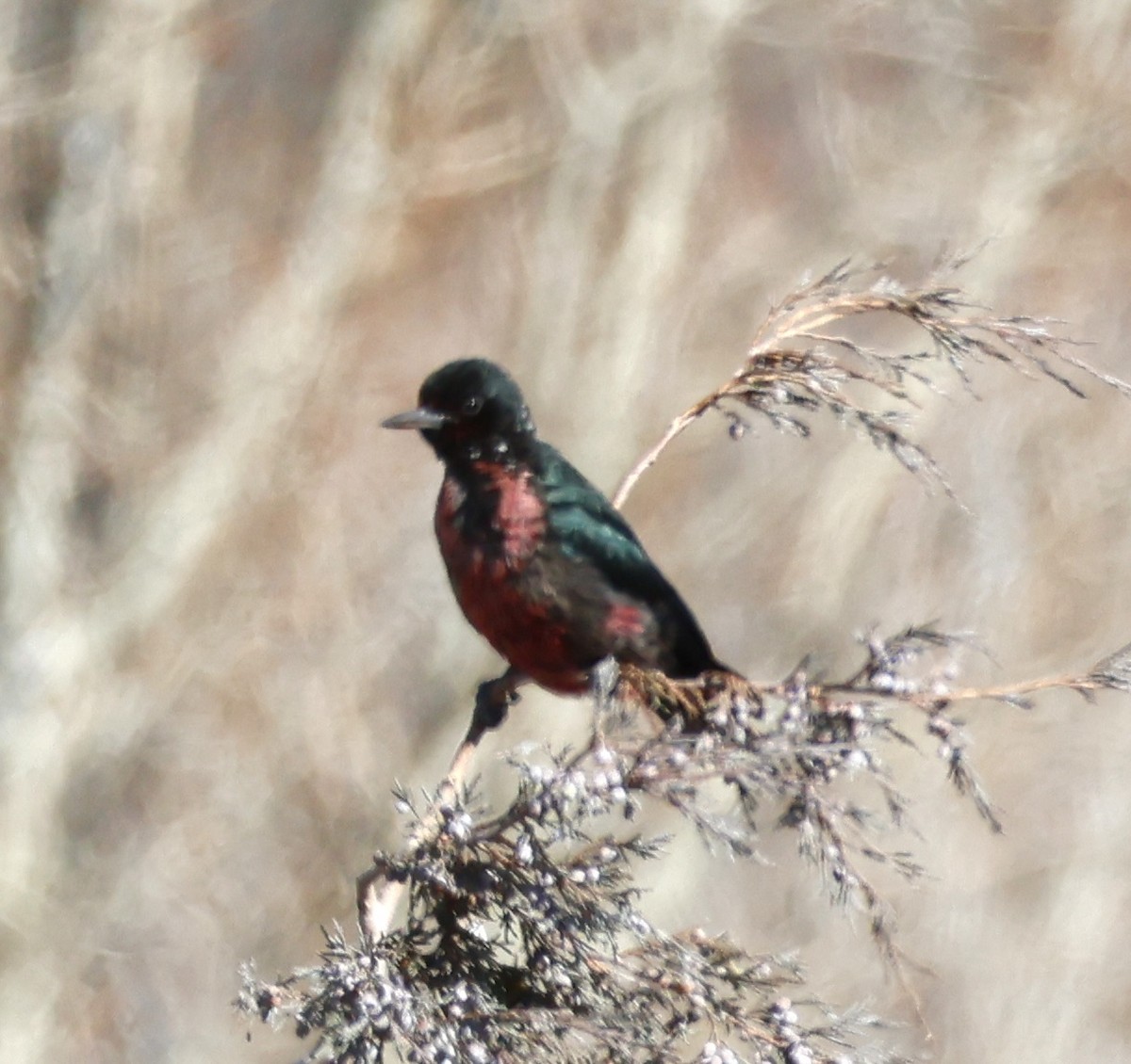 Lewis's Woodpecker - ML644967088
