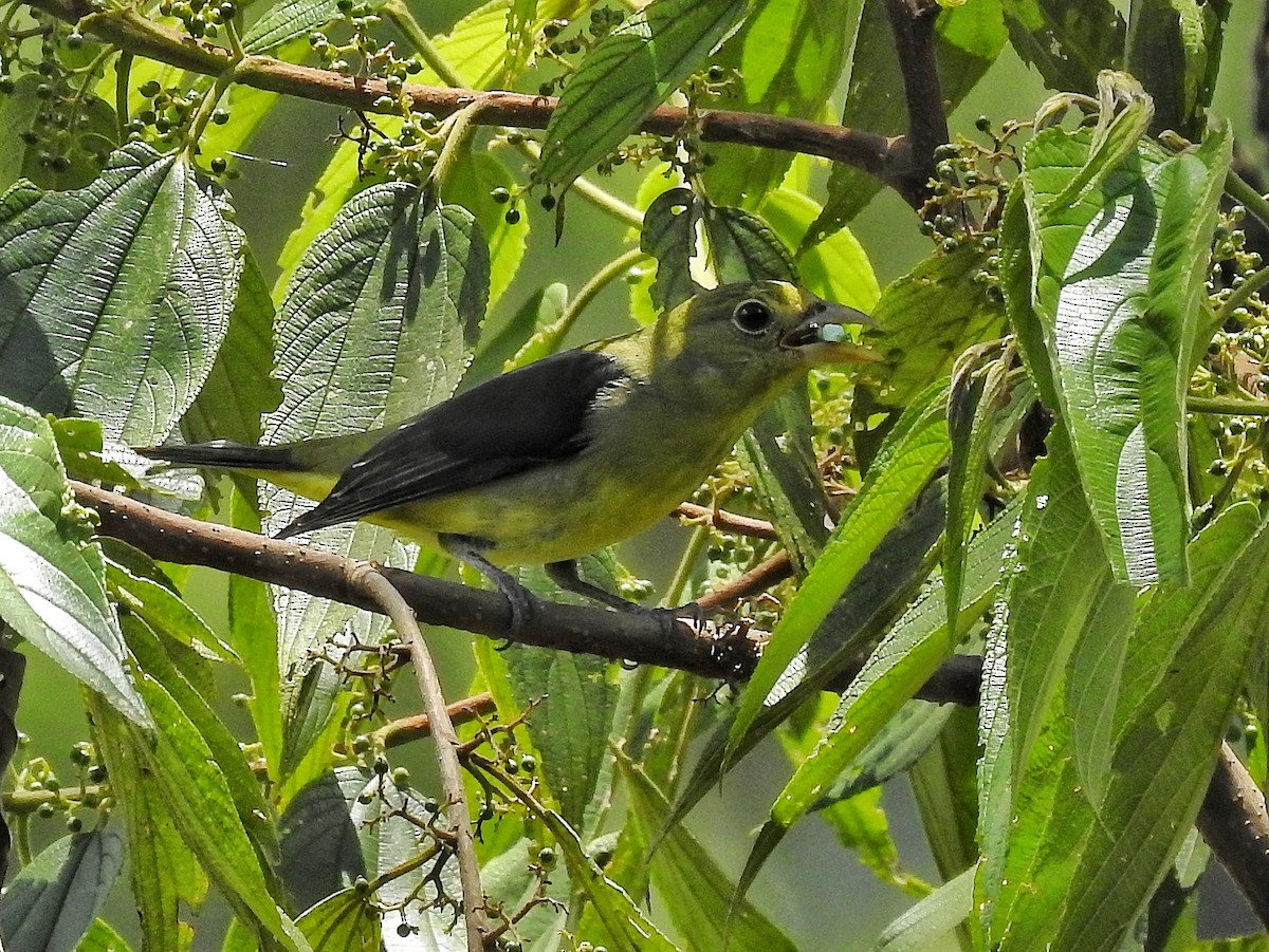 Piranga gorri-beltza - ML644967114