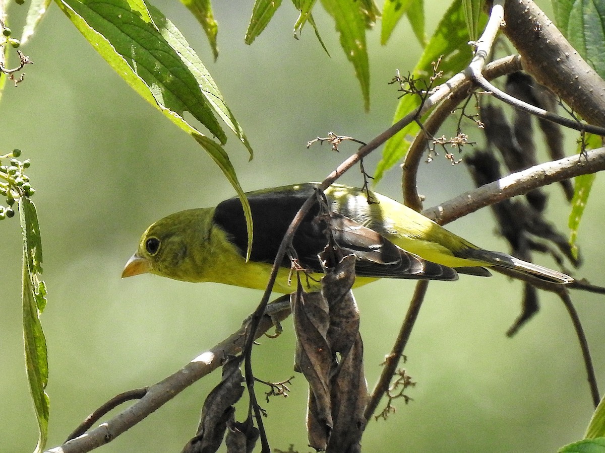 Piranga gorri-beltza - ML644967115