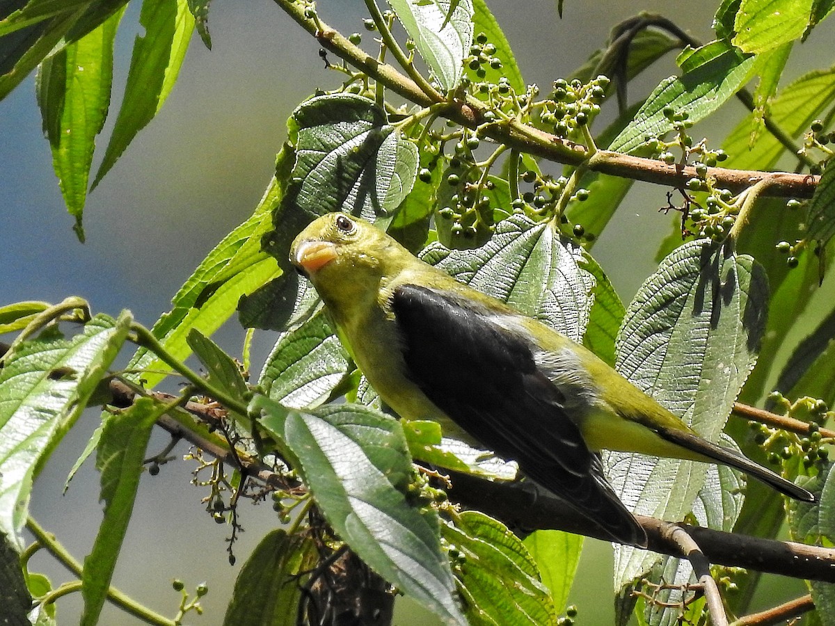 Piranga gorri-beltza - ML644967116