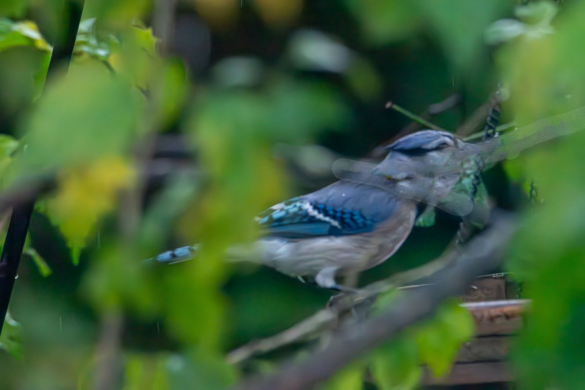 Blue Jay - ML644967130