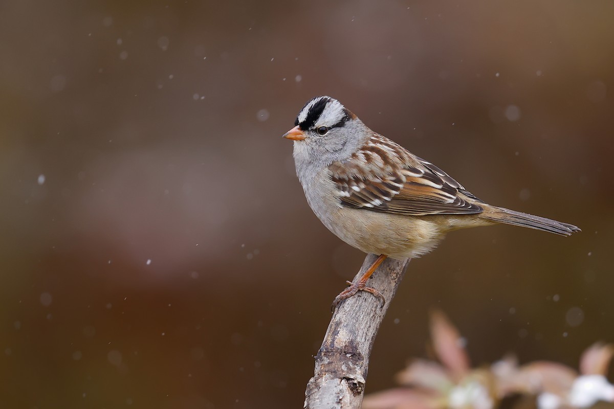 White-crowned Sparrow - ML644967131