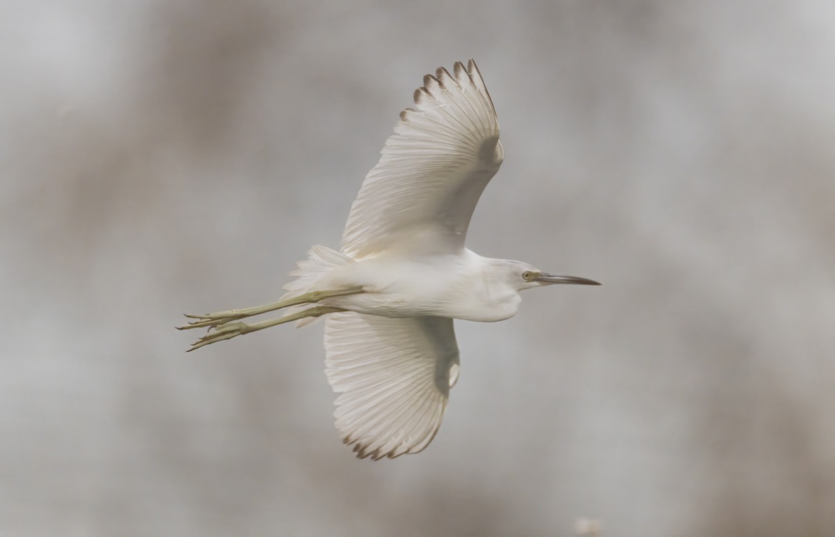 Little Blue Heron - ML644967145
