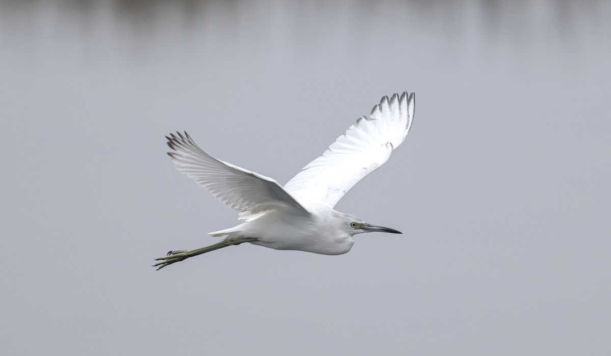 Little Blue Heron - ML644967146