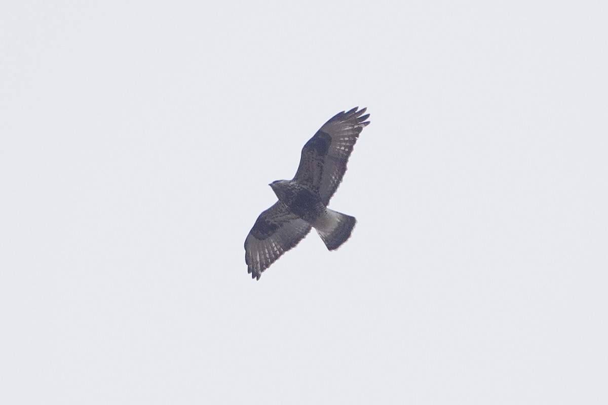Rough-legged Hawk - ML644967152