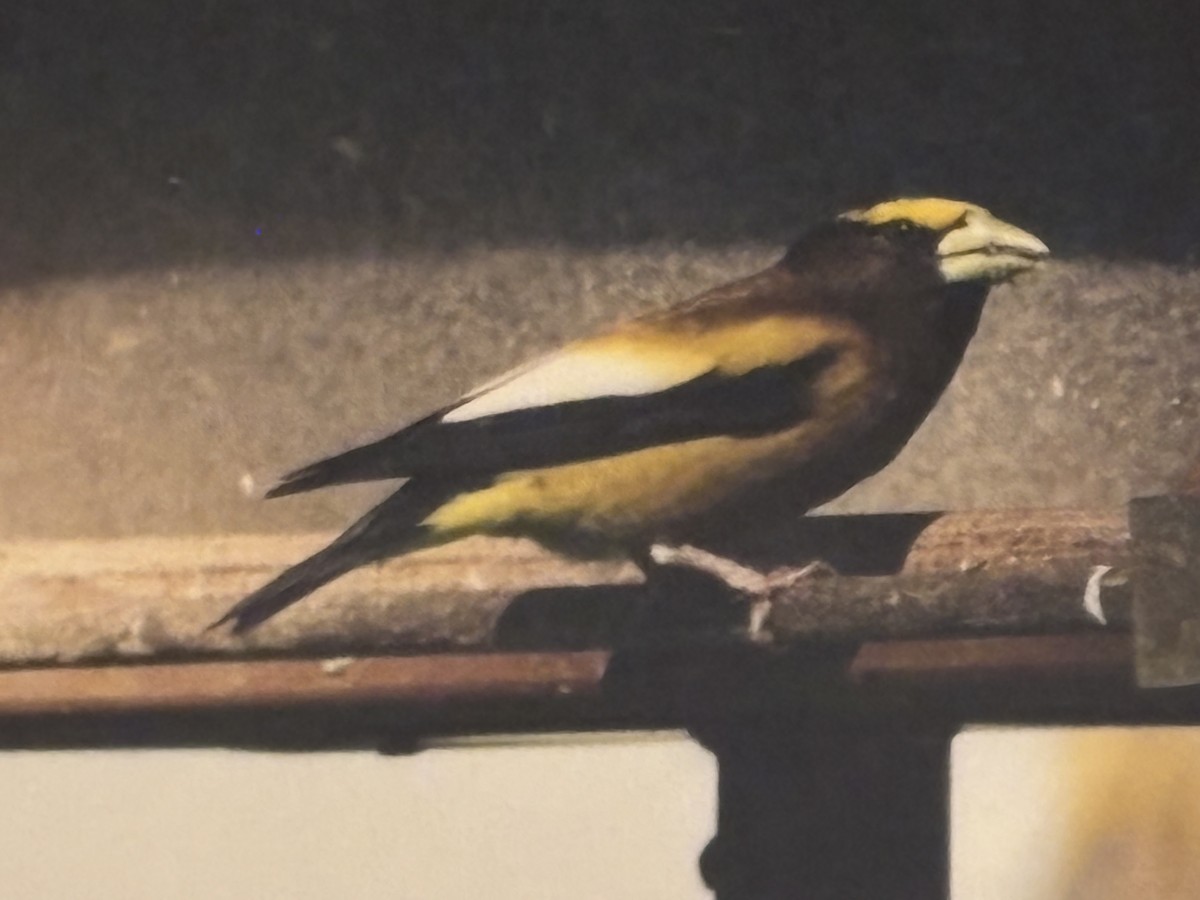 Evening Grosbeak - ML644967154