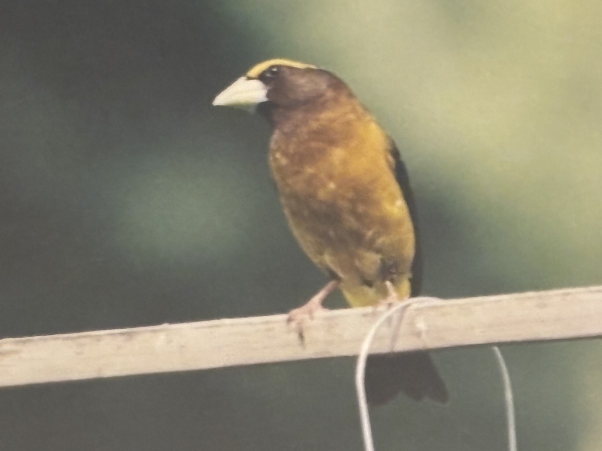 Evening Grosbeak - ML644967155