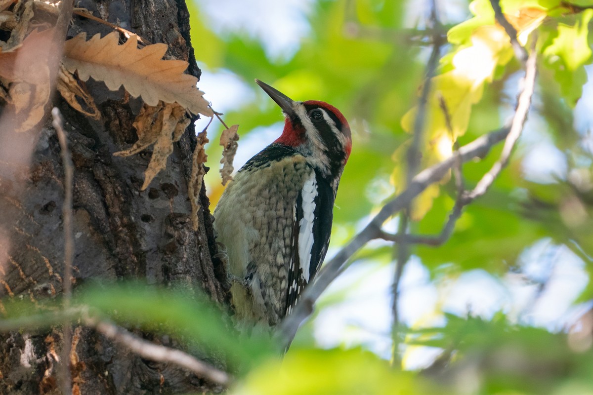 Red-naped Sapsucker - ML644967157
