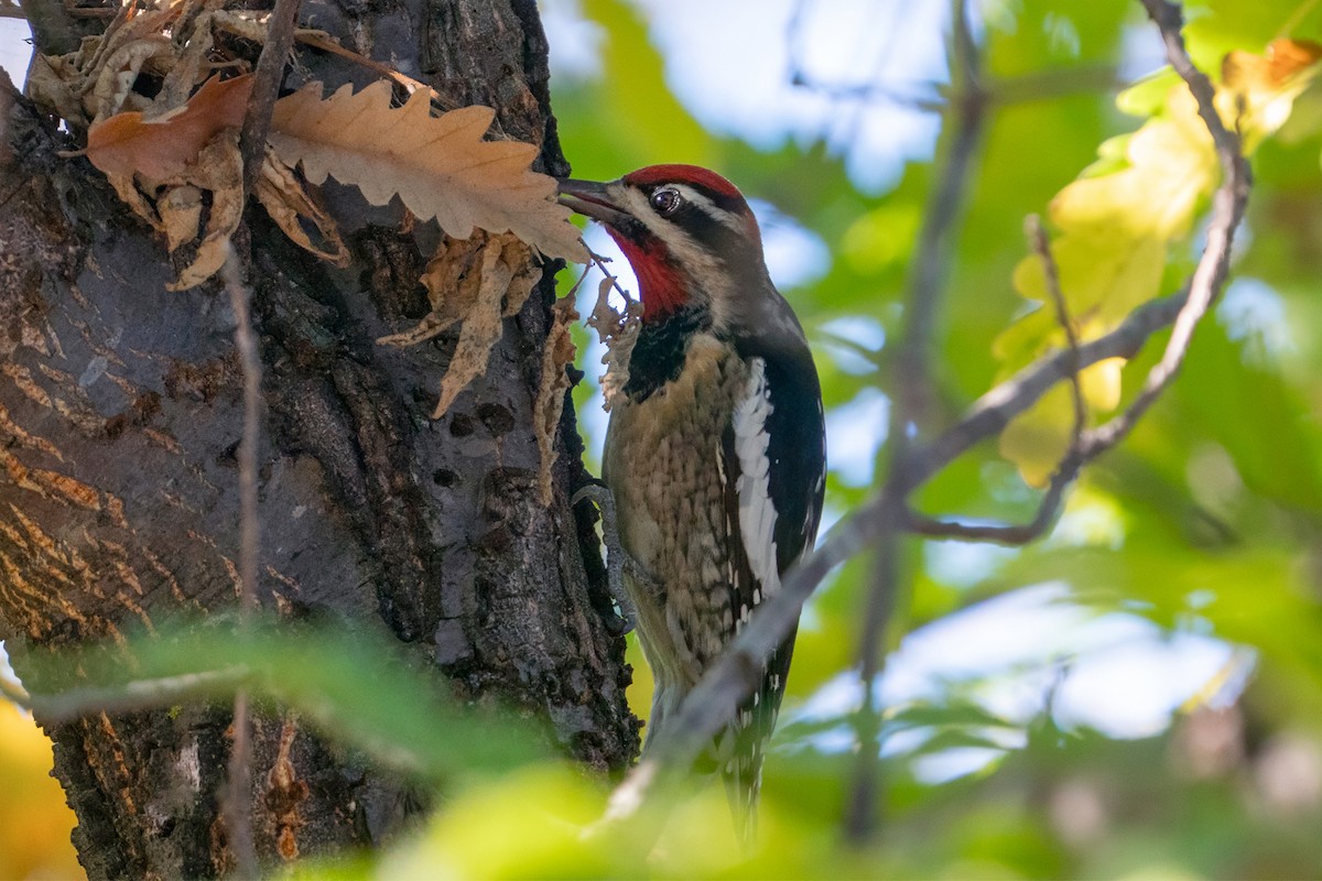 Red-naped Sapsucker - ML644967158