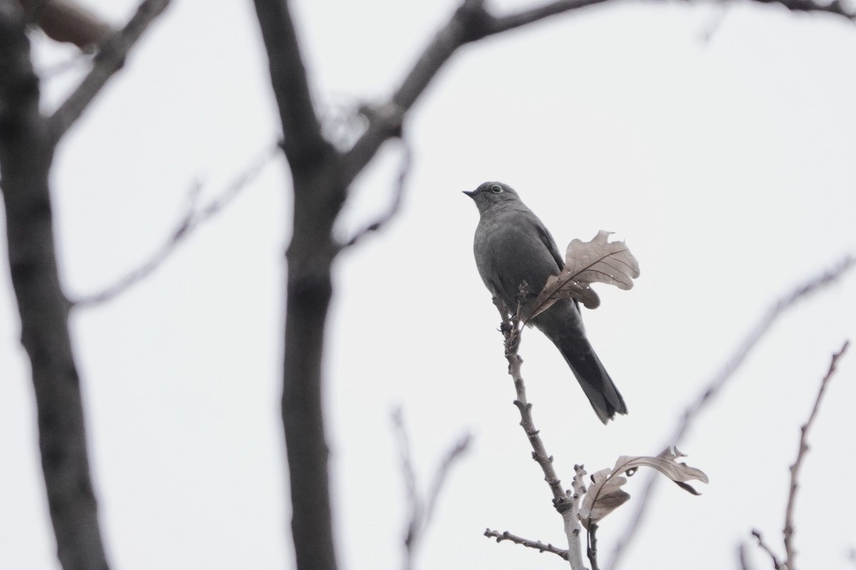 Townsend's Solitaire - ML644967168