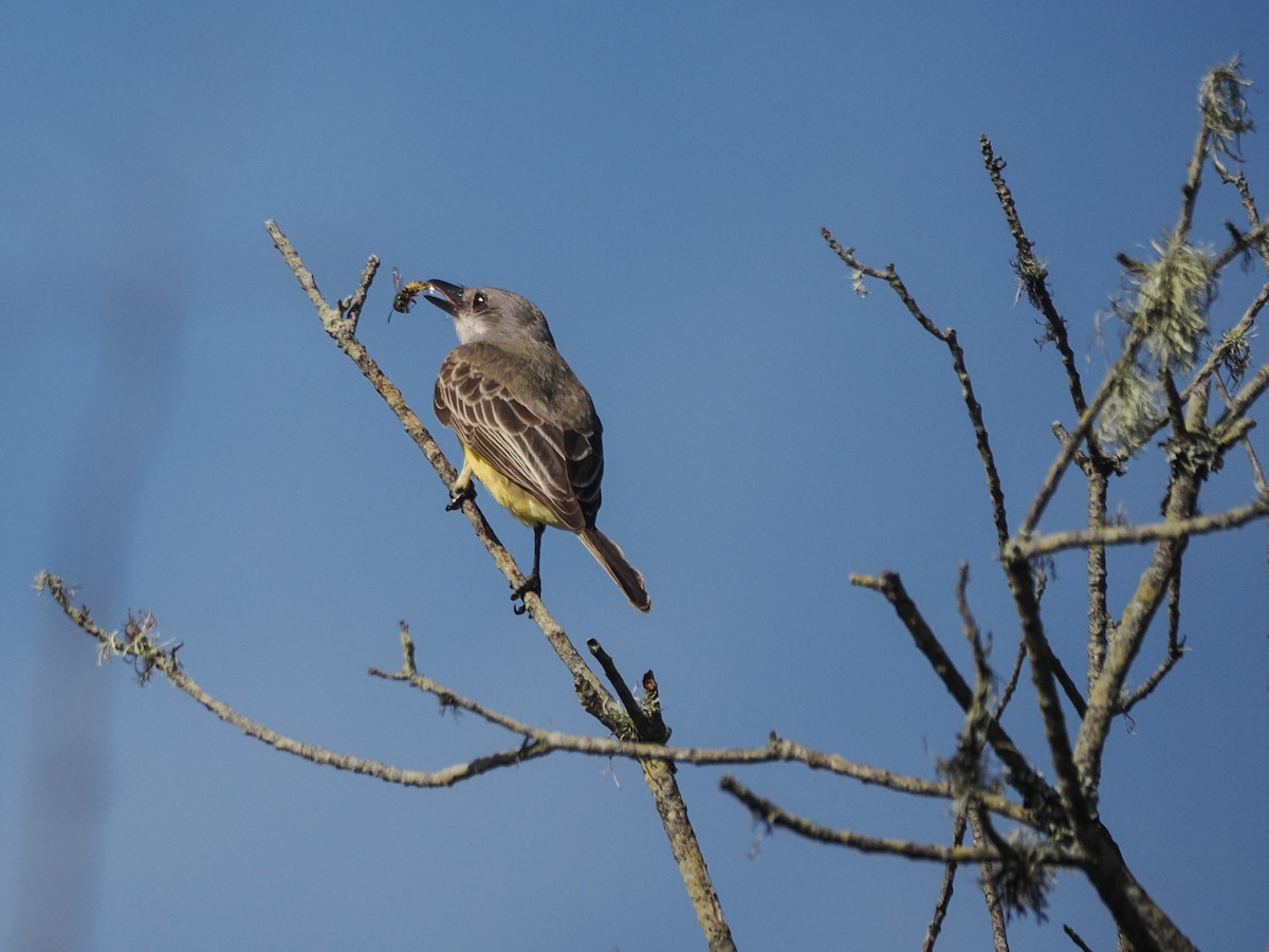 Tropical Kingbird - ML644967173
