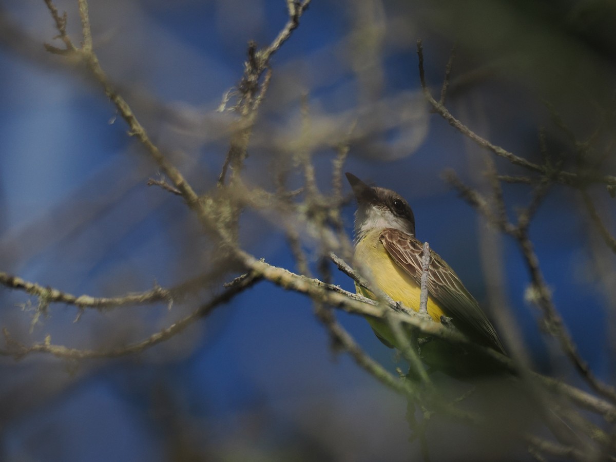 Tropical Kingbird - ML644967174