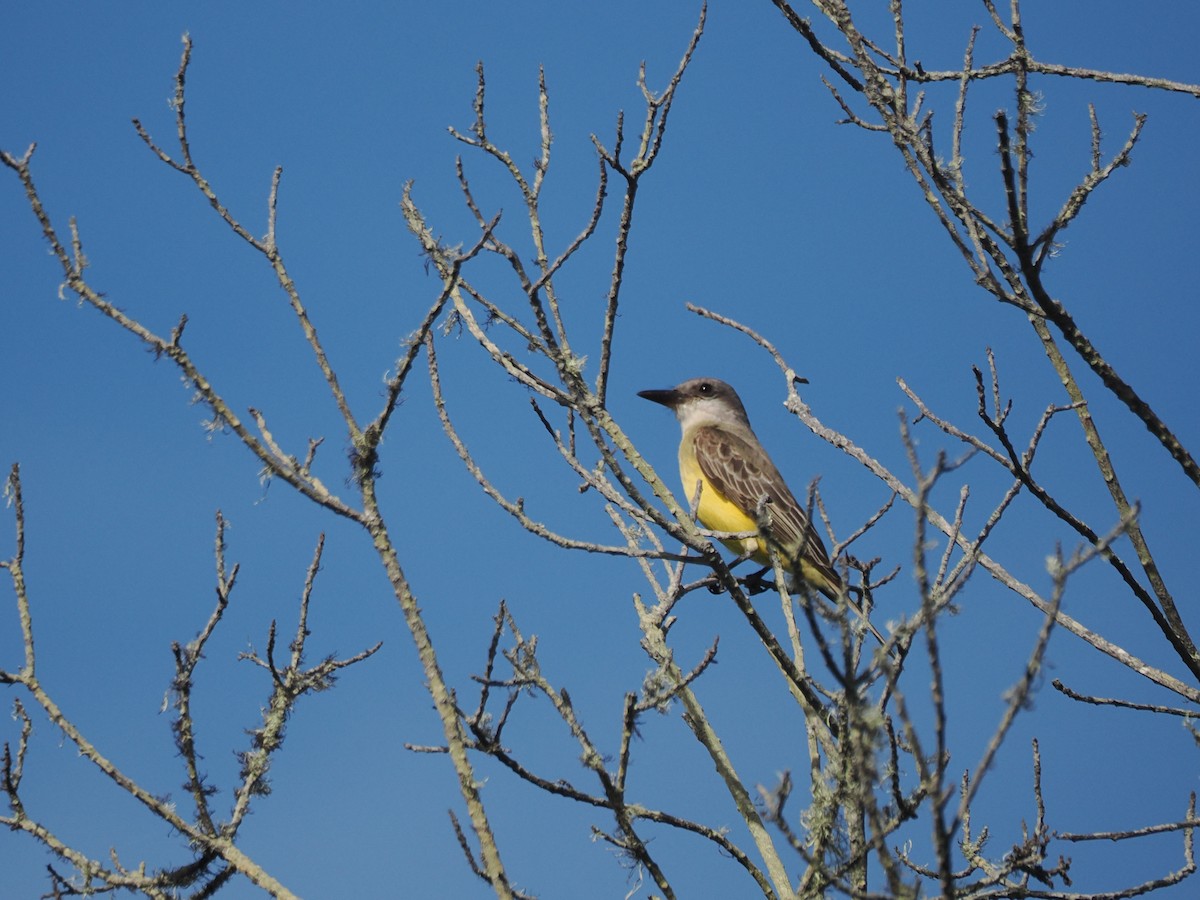 Tropical Kingbird - ML644967175