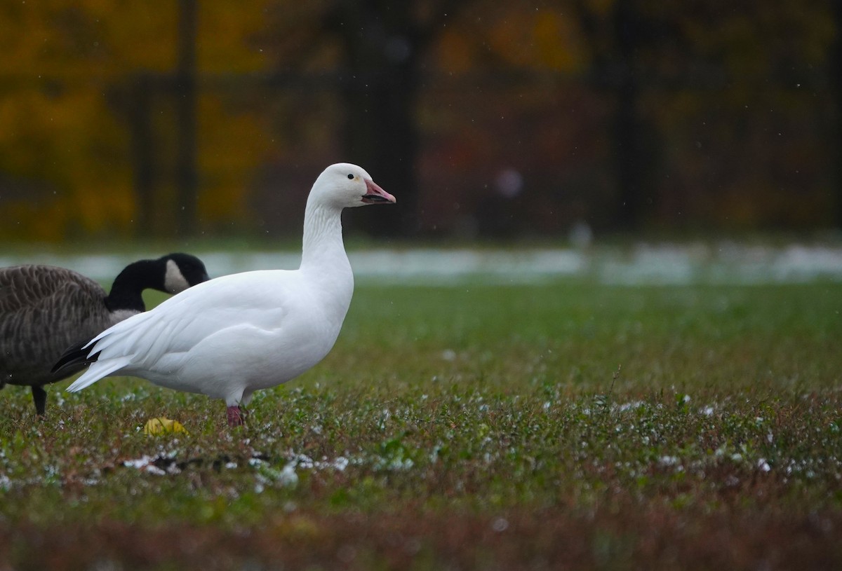 Snow Goose - ML644967186