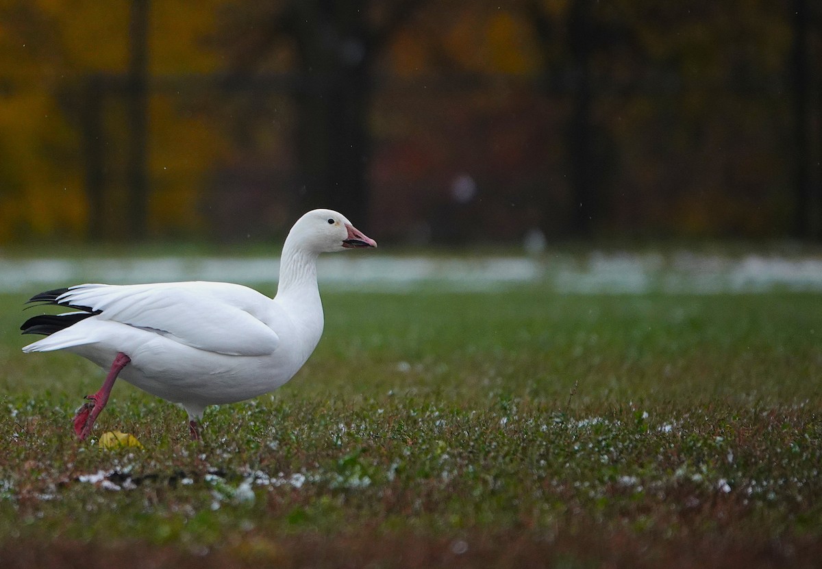 Snow Goose - ML644967189