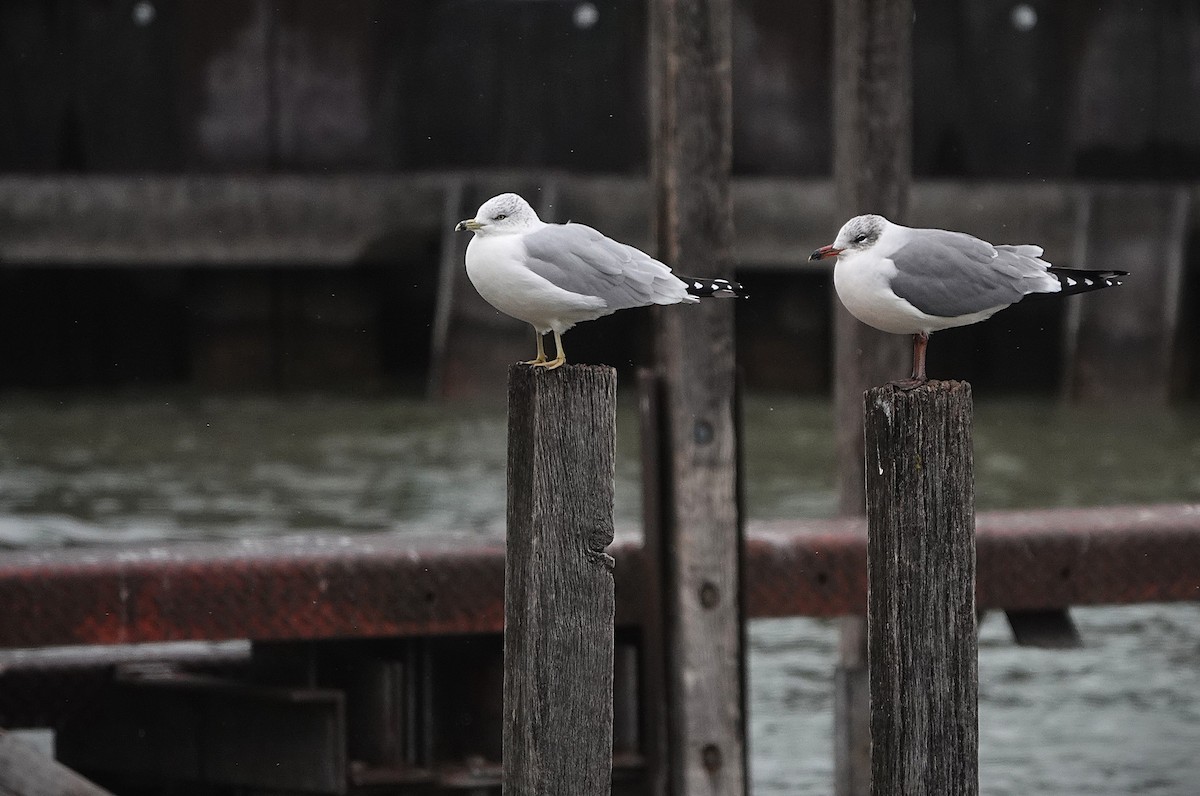 Laughing x Ring-billed Gull (hybrid) - ML644967193