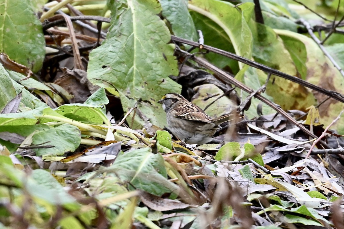 White-throated Sparrow - ML644967249