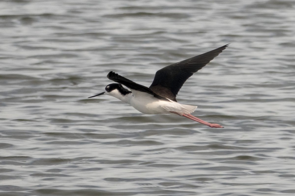 Black-necked Stilt - ML644967263