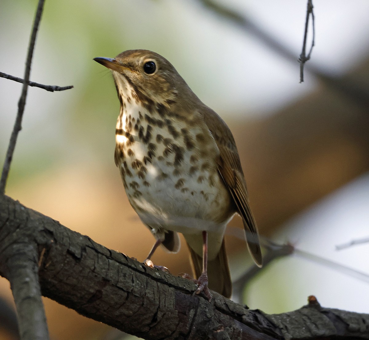 Hermit Thrush - ML644967266