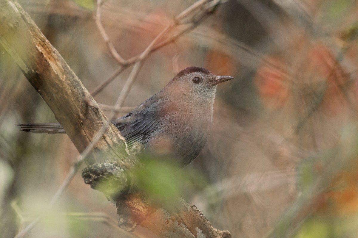 Gray Catbird - ML644967275