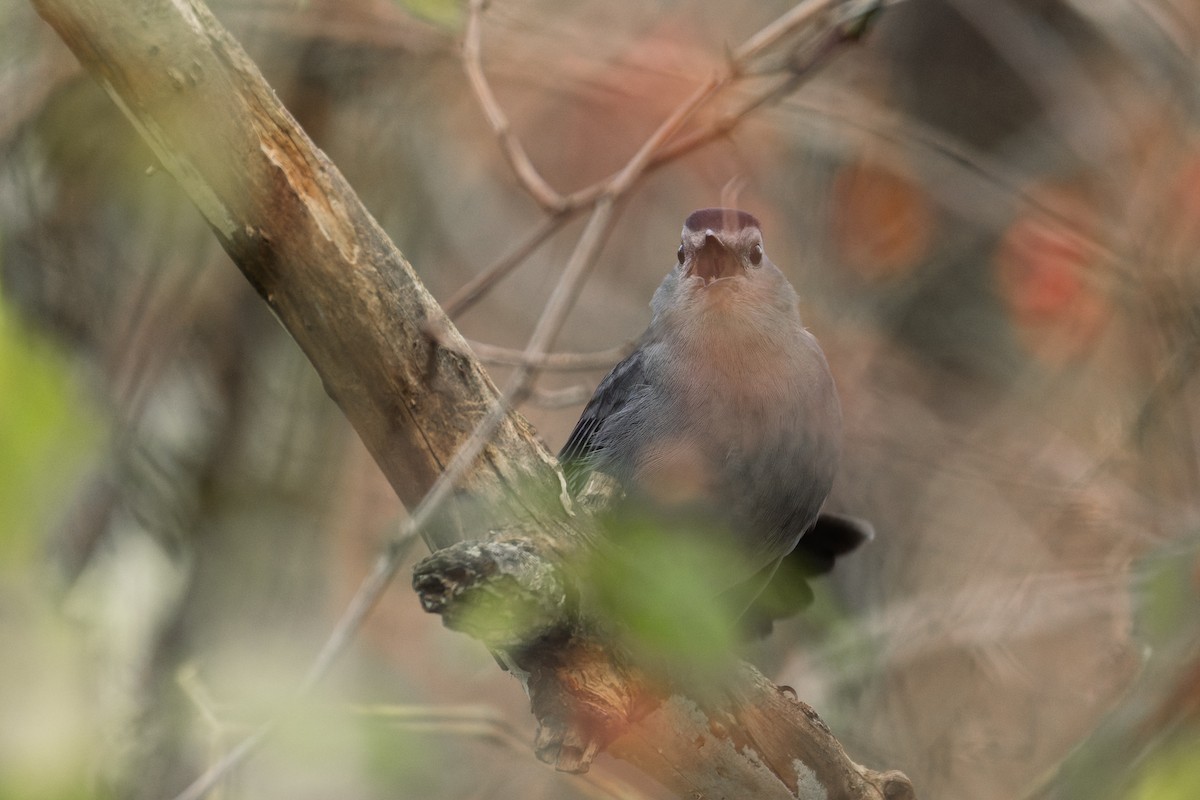 Gray Catbird - ML644967276