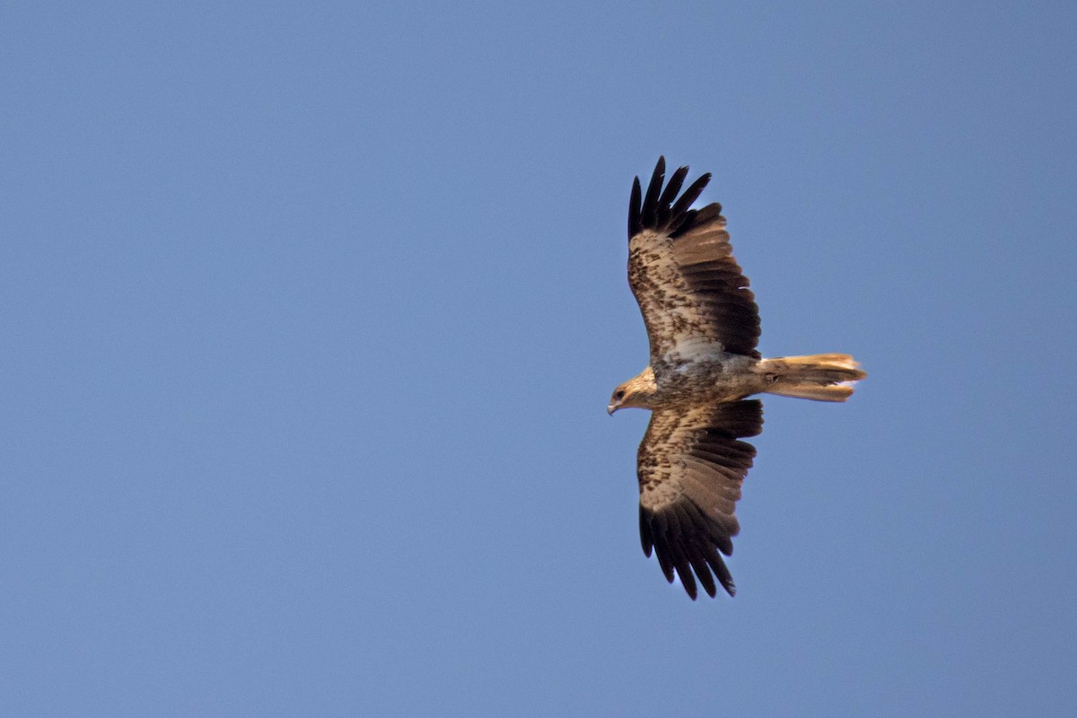 Whistling Kite - ML644967292